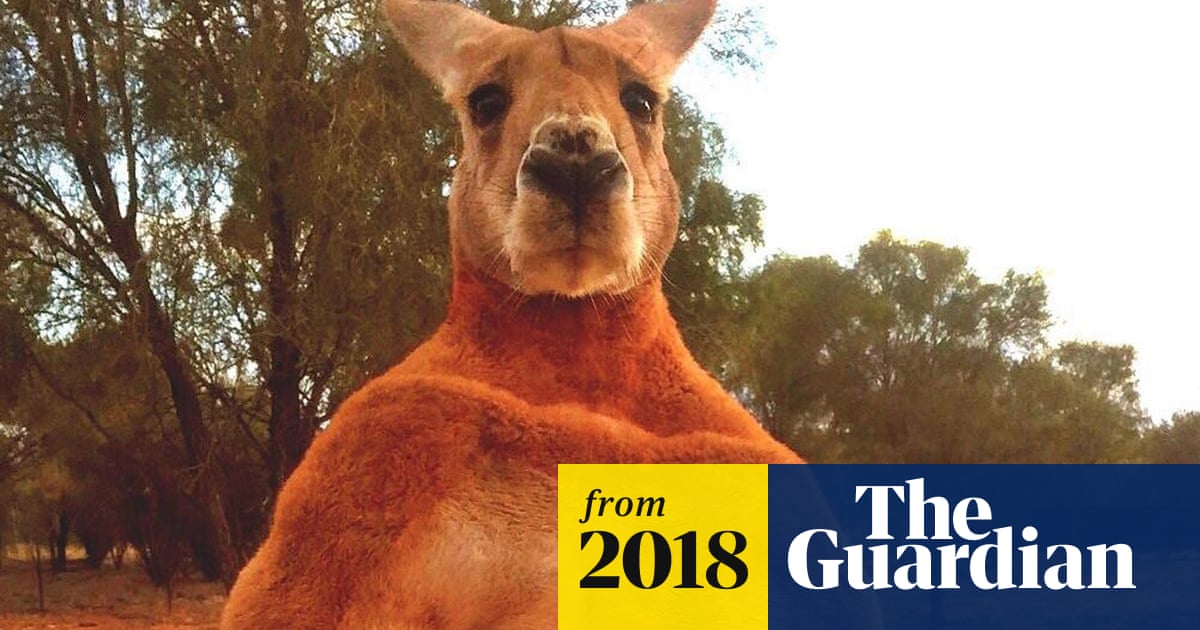 Кенгуру смешные фото Кенгуру смешные фото