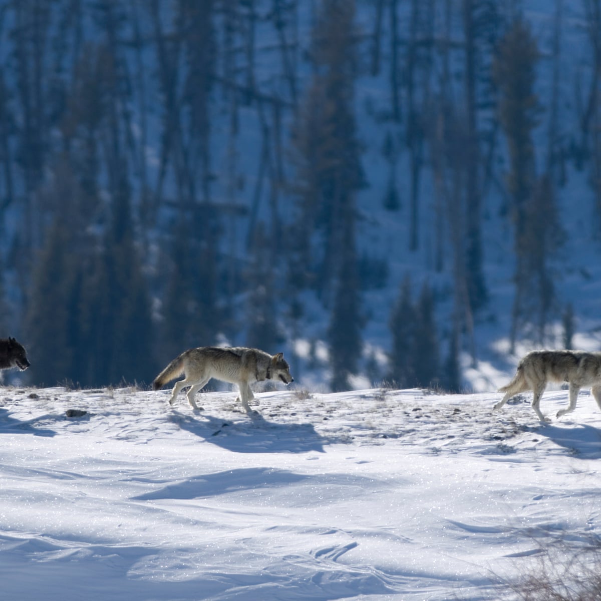 Don T Obsess Over The Science Of Jack London S Dogs Enjoy Them As Characters Books The Guardian