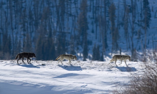 A pack of gray timber wolves at snowy Yellowstone.