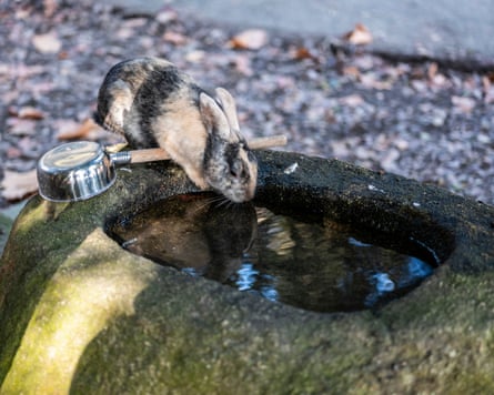 A brown and black rabbit drinks water from a rectangular stone basin; it is leaning over a long-handled pan.