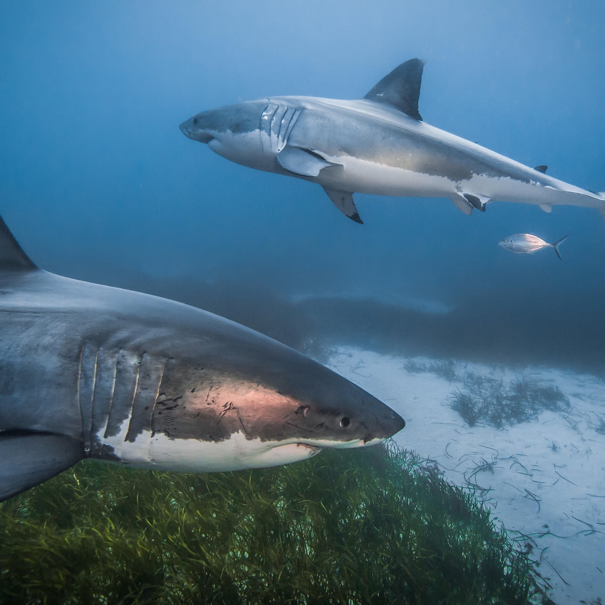 Great White Shark From Below great-white-shark-from-below