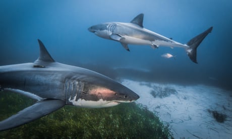 Great white sharks