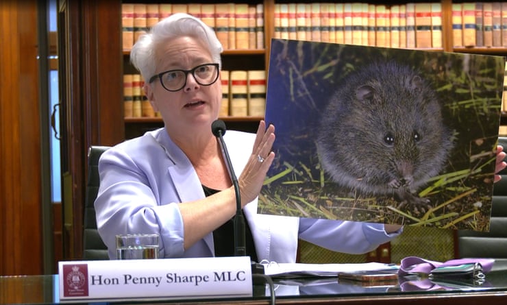 Screenshot of NSW environment minister Penny Sharpe at feral horses inquiry with picture of broad-toothed rat.