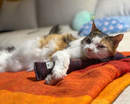 Your indoor cat is bored. Here are toys and tools to fix that | cats A cat playing with a second wind send kicker