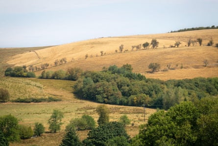 Parched yellow hillsides