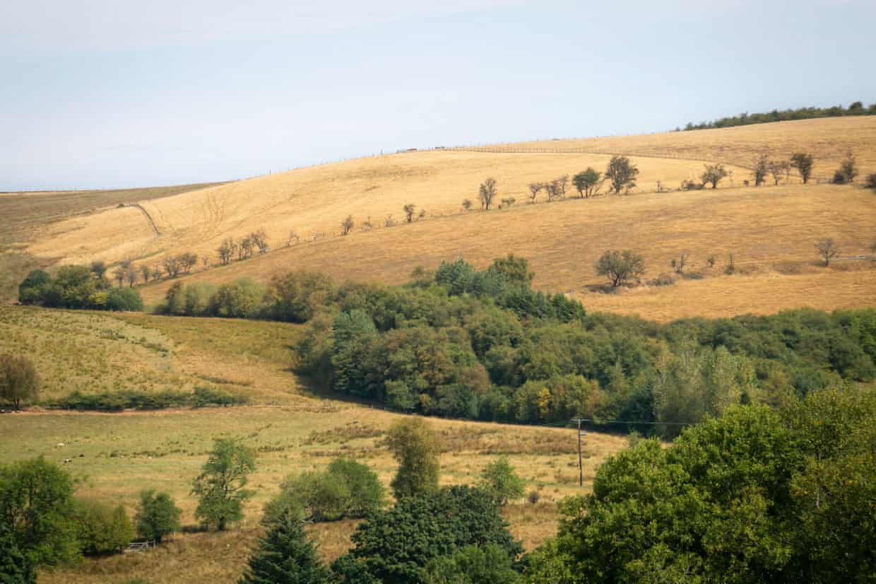 Parched yellow hillsides