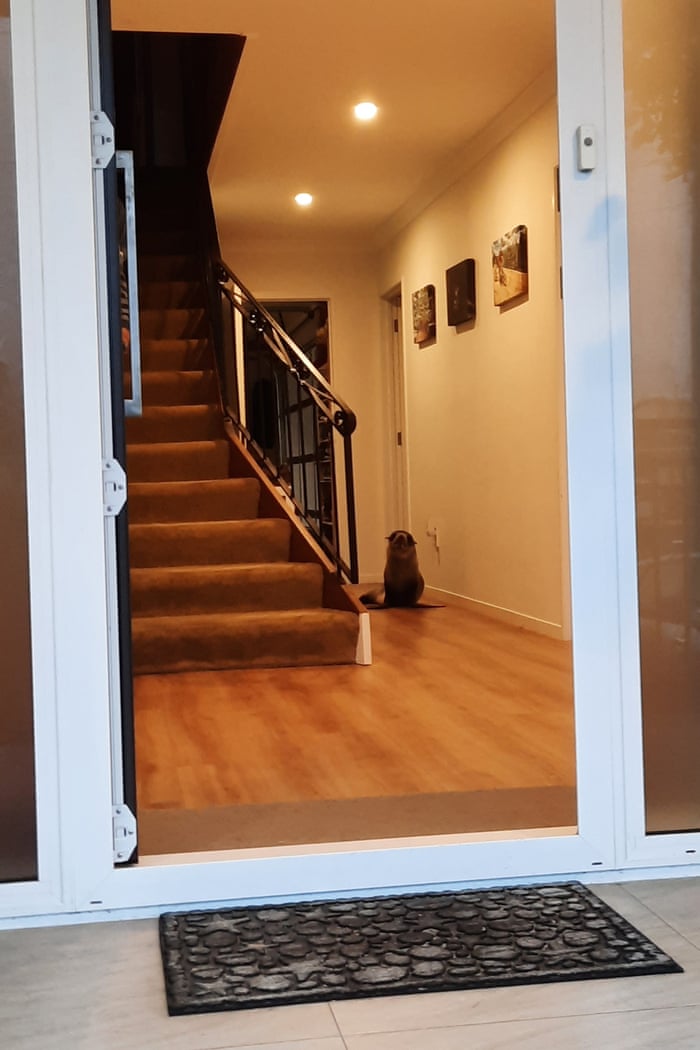 Seal pup that broke into an New Zealand home