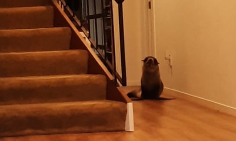 A seal sits on a wooden floor next to carpeted stairs