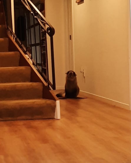 Seal under the stairs.