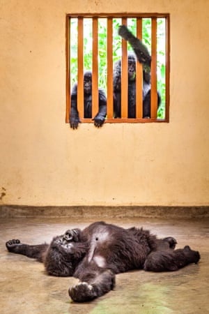 Man and nature category winner: EmpathyAn orphaned gorilla at a health examination