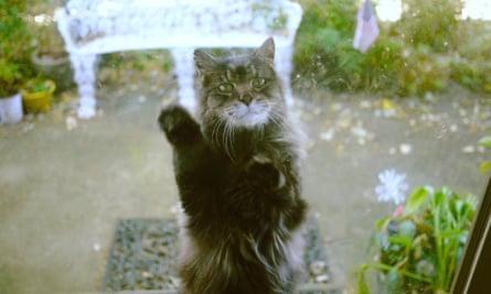 Dog Days Are Over What S Behind The Decline In Pets Pets The Guardian