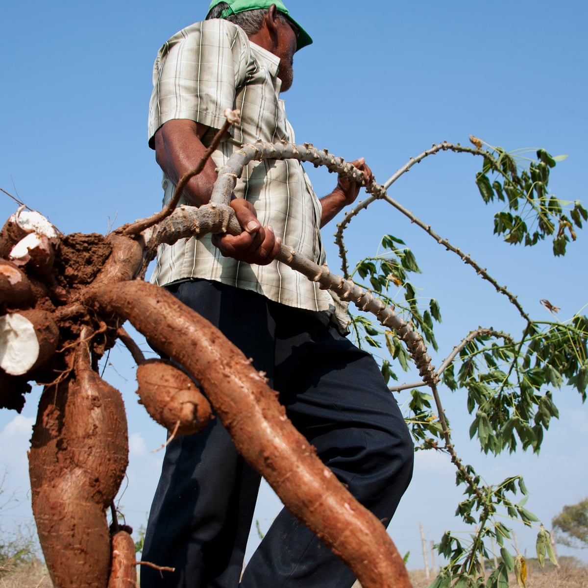 Cassava crisis: the deadly food that doubles as a vital Venezuelan crop | Science | The Guardian