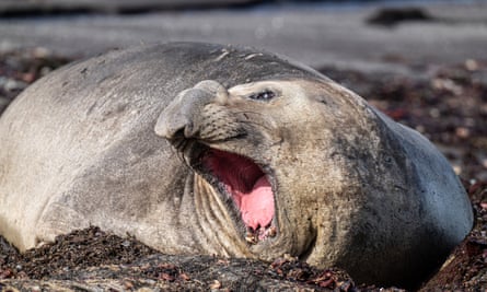 Elephant seal