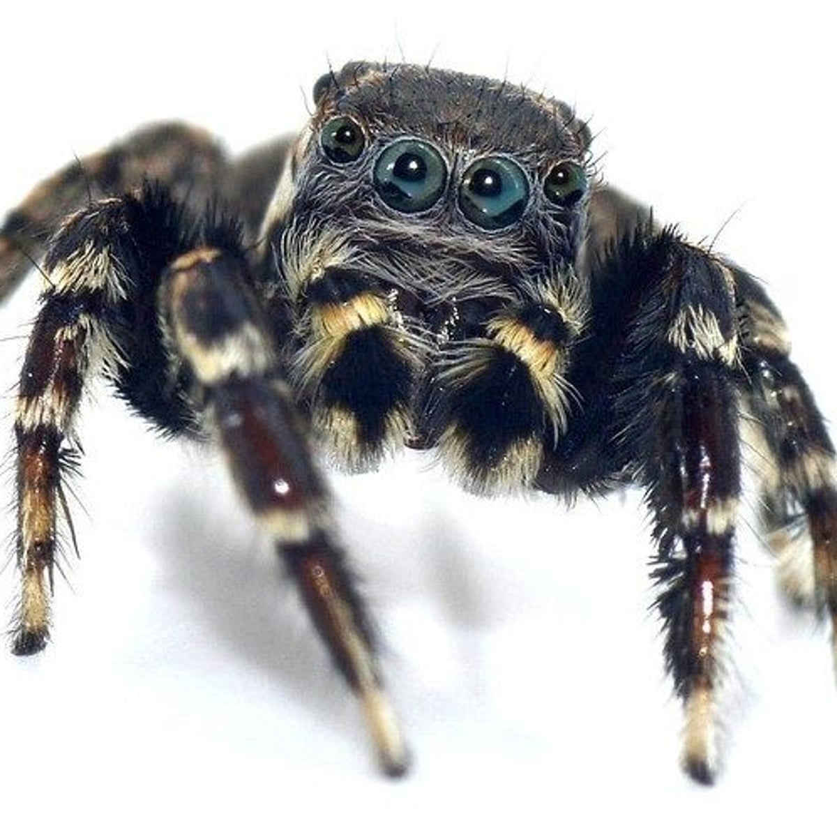 Fifty new species of spider discovered in far north Australia, Spiders