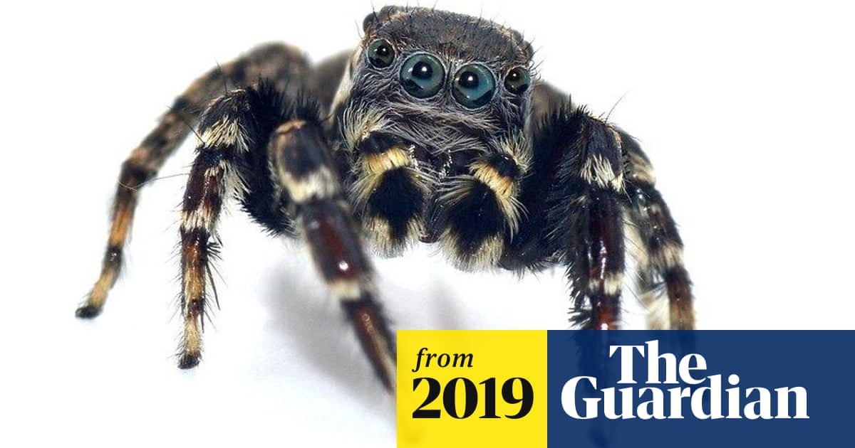 Karl Lagerfeld Spider Among New Australian Species Identified By Arachnologists Spiders The Guardian Karl Lagerfeld Spider Among New Australian Species Identified By Arachnologists Spiders The Guardian