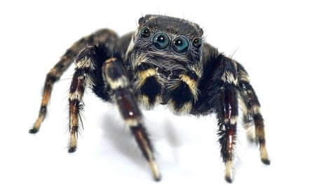 Jotus karllagerfeldi, also known as Karl Lagerfeld’s jumping spider, is one of the five new species of spider identified