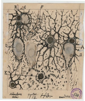 Astrocytes in the hippocampus of the human brain