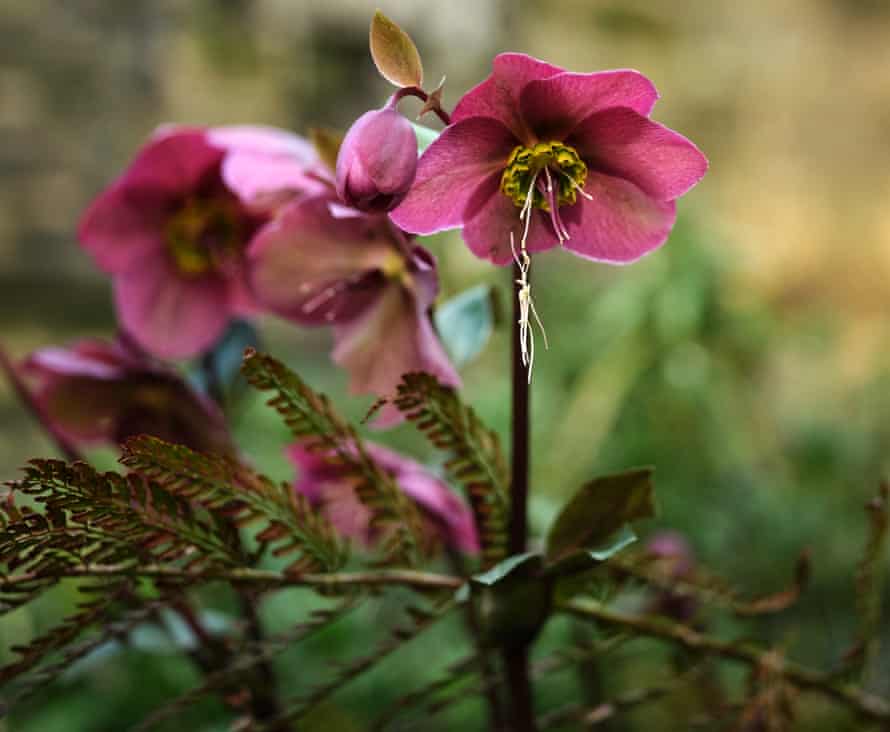 Hellebore or Christmas rose.