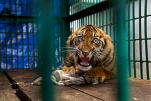 Tiger cub surgery, Banda Aceh, Indonesia