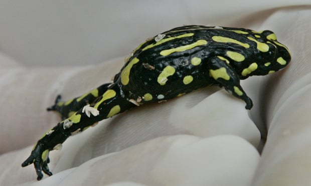 A southern Corroboree frog sits on the hand of Taronga Zoo keeper Adam Skidmore in 2006. Once an abundant species, today it is listed as Critically Endangered due to the chytrid fungus, which may have been exacerbated by climate change.