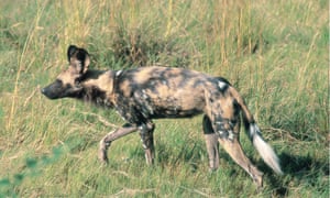 African wild dog in Hwange national park, Zimbabwe, Africa.