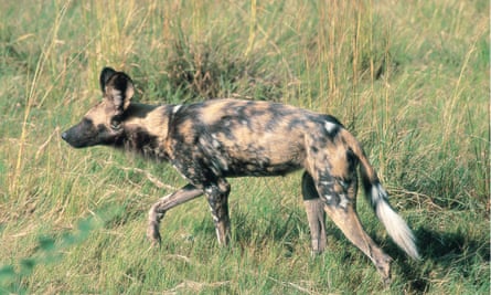 African wild dog in Hwange national park, Zimbabwe, Africa.