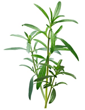 Summer savory