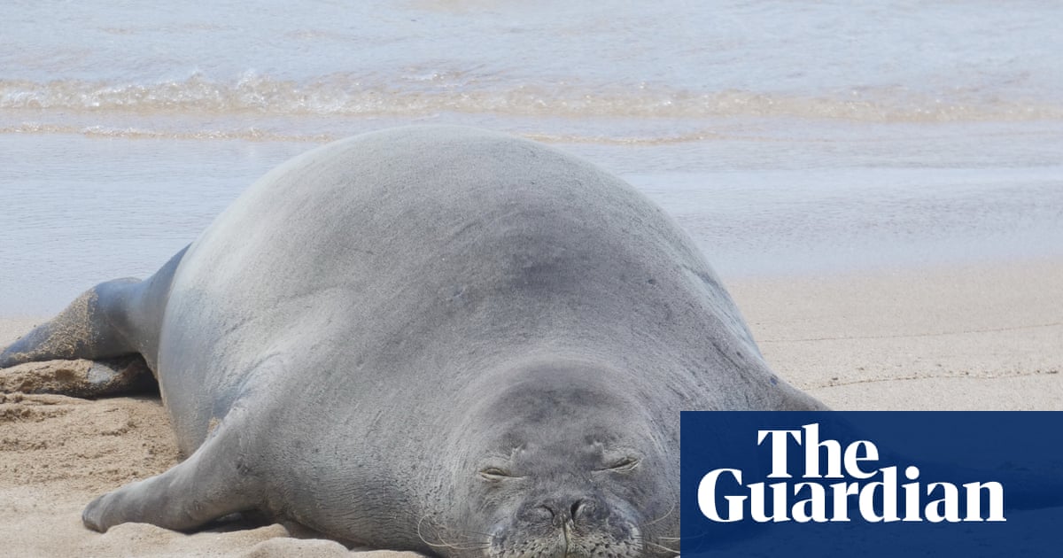FoH: Tourist Tryna Rock a Seal? Nah, That Ain't It, Fam