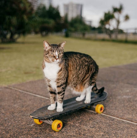 Didga the cat on a skateboard