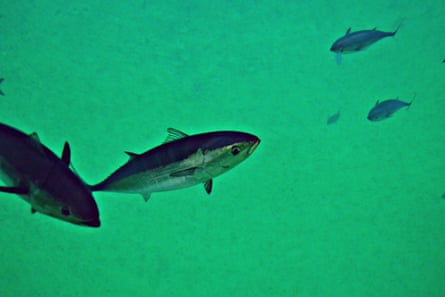 Several Atlantic bluefin tuna swim in water in green light