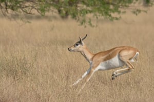 A blackbuck (<em>Antilope cervicapra</em>) leaping at Velavadar national park in Gujarat, India