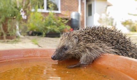 A hedgehog drinking water from a garden plant saucer with a house in the background