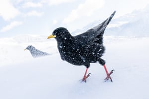Bronze. Snowstorm.‘I was photographing a small flock of Alpine Choughs at 2,300 metres in the Swiss Alps when the temperature dropped to a biting −10°C and the wind whipped snow across the ground in swirling gusts. Yet the choughs, perfectly adapted to these harsh conditions, seemed completely unfazed as they hopped around, searching for scraps left behind by tourists. I loved watching them as they flew and moved through the blizzard in a truly elegant way.’