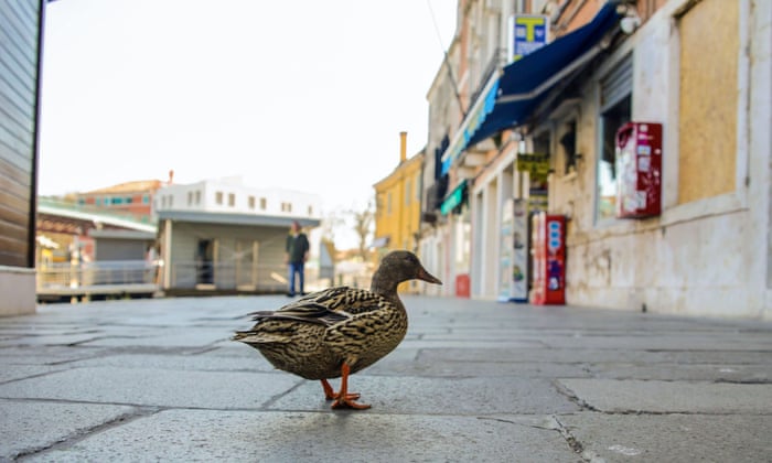 Nature rediscovers its surroundings, a pair of mallards nest in the dock. Coronavirus outbreak, Venice, Italy - 19 Mar 2020