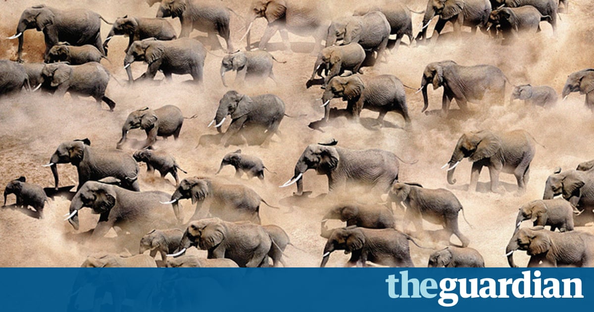 Elephants By Steve Bloom In Pictures Children S Books
