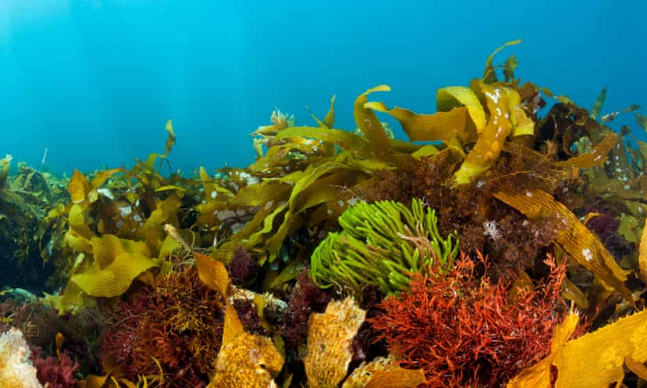 Common kelp has taken over from the giant kelp forests that used to dominate Tasmania’s coastline.