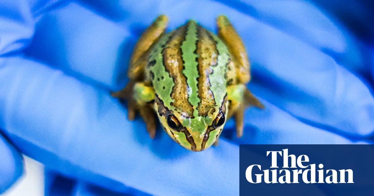 Australia’s critically endangered alpine tree frogs use sex to fight killer fungus