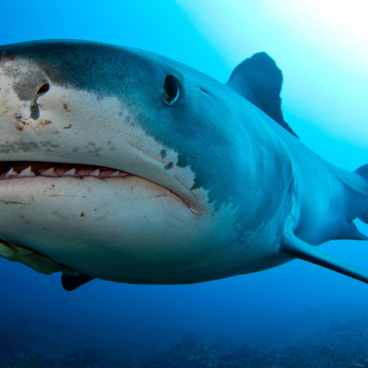 Tiger Shark Images tiger-shark-images