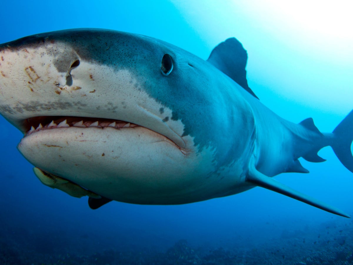Tiger sharks are not scared of hurricanes, US researchers say