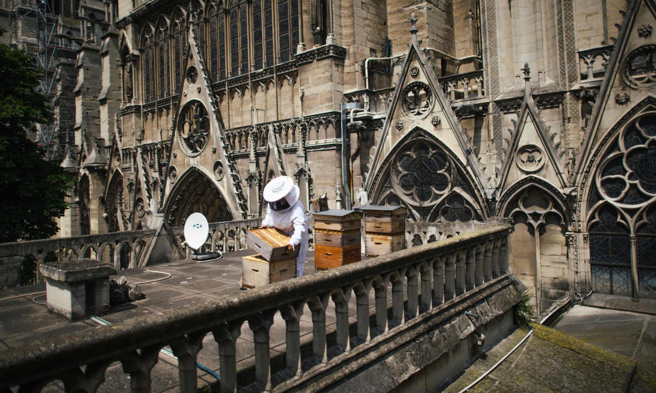 the guardian - they-survived-fire-and-lead-poisoning-so-what-happened-next-to-notre-dames-bees-aoe https://www.theguardian.com/environment/2020/jan/31/they-survived-fire-and-lead-poisoning-so-what-happened-next-to-notre-dames-bees-aoe