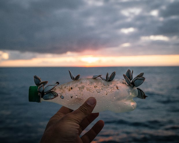 Sea life has attached itself to this plastic bottle fished out of the ocean.