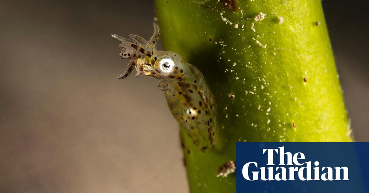 Discovered in the deep: tiny ‘sucker-bum squid’ with martial arts moves | Environment