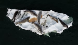 Seals rest on an ice mass as Turkish scientists conduct a protection for the southern polar creatures, which are heavily affected by the consequences of global climate change, with the rules and observations they apply in their work in Antarctica