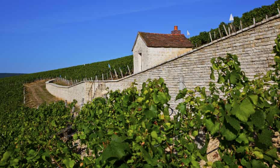 Vineyards near Chablis, Burgundy.