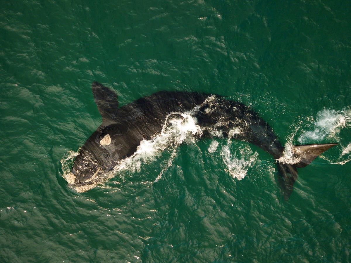 Southern Rught Whale Southern Right Whale Breaching