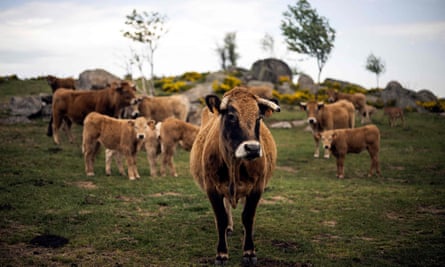 Cows graze in a meadow in Aubrac, southern France.