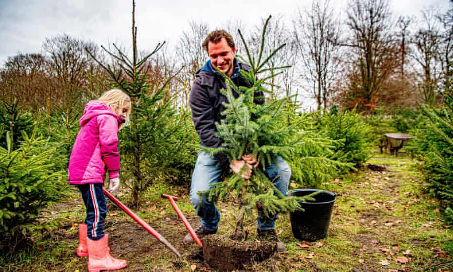 Real Or Fake Which Christmas Tree Is Most Sustainable Christmas The Guardian Real Or Fake Which Christmas Tree Is Most Sustainable Christmas The Guardian