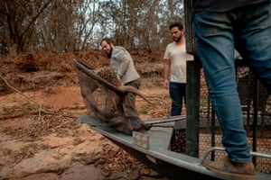 Volunteers of an animal rescue group, return a Brazilian porcupine (Coendou prehensilis) to the wild.