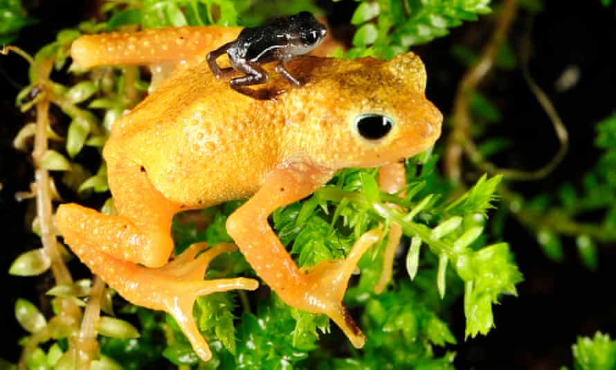 The Kihansi spray toad was saved by conservationists. Here, a newly-born Kihansi spray toad clings to the back of an adult female at the Bronx Zoo in New York in2010. In an effort to save the rare toad from extinction, New York's Bronx Zoo and the Toledo Zoo in Ohio have sent 100 Kihansi spray toads to Tanzania. The toad was last seen in the wild in 2004.