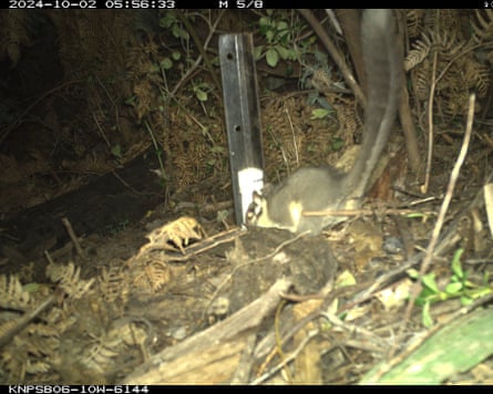 A blurry image of a leadbeater’s possum taken at night